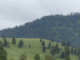 Shades of Green in Grass and Trees
