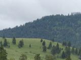 Shades of Green in Grass and Trees