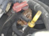 Poorly Placed Cat