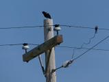 Blackbird Perch