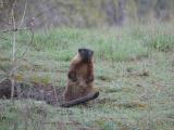 Alert Marmot