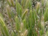 Assorted Grasses