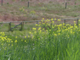 Mustard and Multicolor Grasses