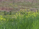 Mustard and Multicolor Grasses