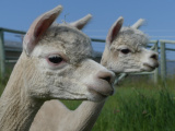 Laluna and Vielle