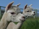 Laluna and Vielle