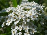 Patch of Yarrow