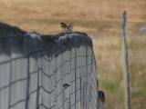 Sparrow Conference