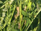 Many Grasshoppers