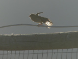 Sparrow Wing Stretch