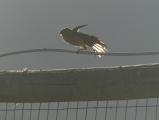 Sparrow Wing Stretch