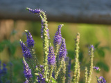 Purple Florets