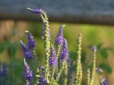 Purple Florets