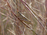 Grasshopper Perch