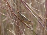 Grasshopper Perch