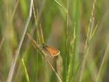 Grass Perch