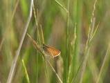 Grass Perch