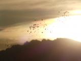 Sprinkler at Sunset