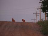 Two Orange Cats