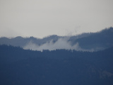 Mist among the Trees