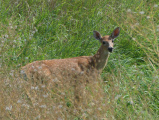 Intruder
