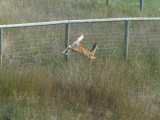 Intruder Departs
