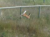 Intruder Departs