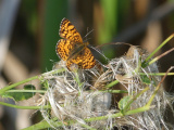 Butterfly on Fluff