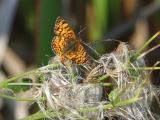 Butterfly on Fluff