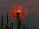 Magic Flower