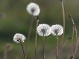Seed Halos