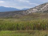 A Stream of Cattails