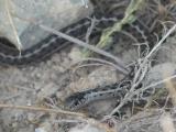 Snake and Spiders Web