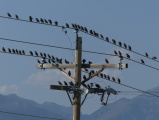 A Plethora of Birds