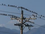 A Plethora of Birds