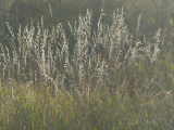 Backlit Seeds
