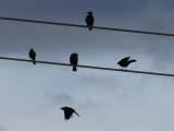 Wires and Flight