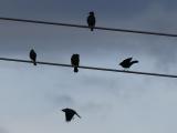 Wires and Flight