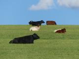 Not Simulated Cows