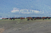 Band of Cows