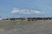 Band of Cows