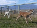 Levitating Alpaca Crias