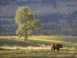 Sunlit Tree and Cow