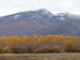 Line of Yellow Trees