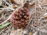 Pine Cone Tip