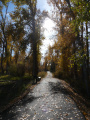 Sunlit Autumn Path