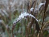Ice Crystals on a Grass Arch