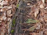 Moss, Leaves and Needles