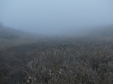 Afternoon Fog II