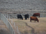 Cows along the Fence